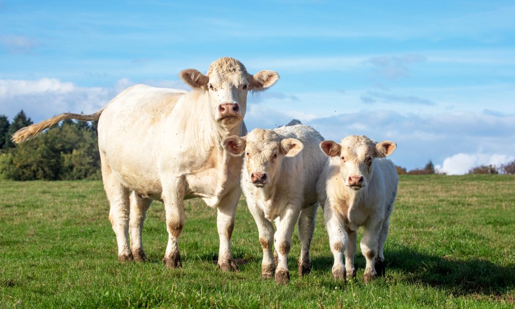 Vaches élevage Grasset